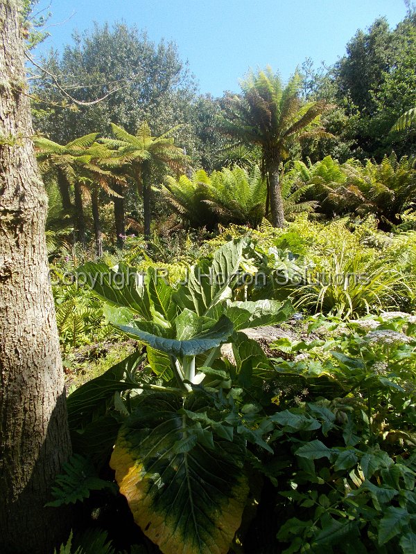 Tresco Abbey - ZC